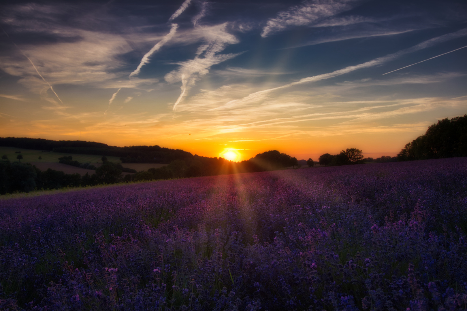 Sonnenuntergang über Lavendel