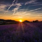 Sonnenuntergang über Lavendel