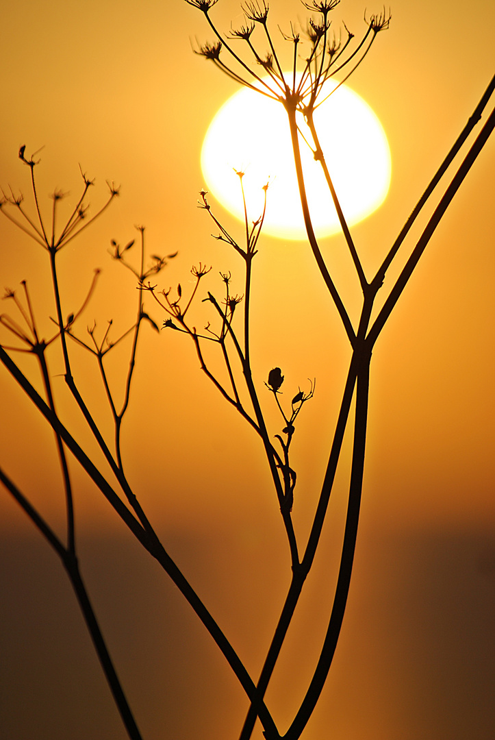 Sonnenuntergang über Malta