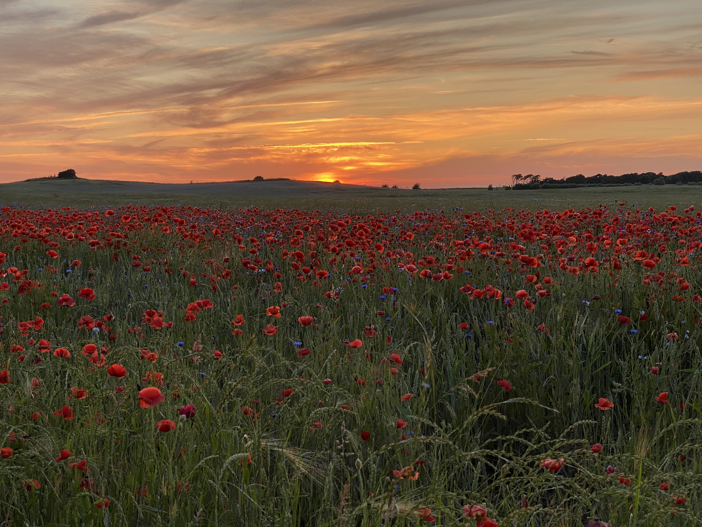 Sonnenuntergang über Mohn Foto &amp; Bild | landschaft, natur Bilder auf ...