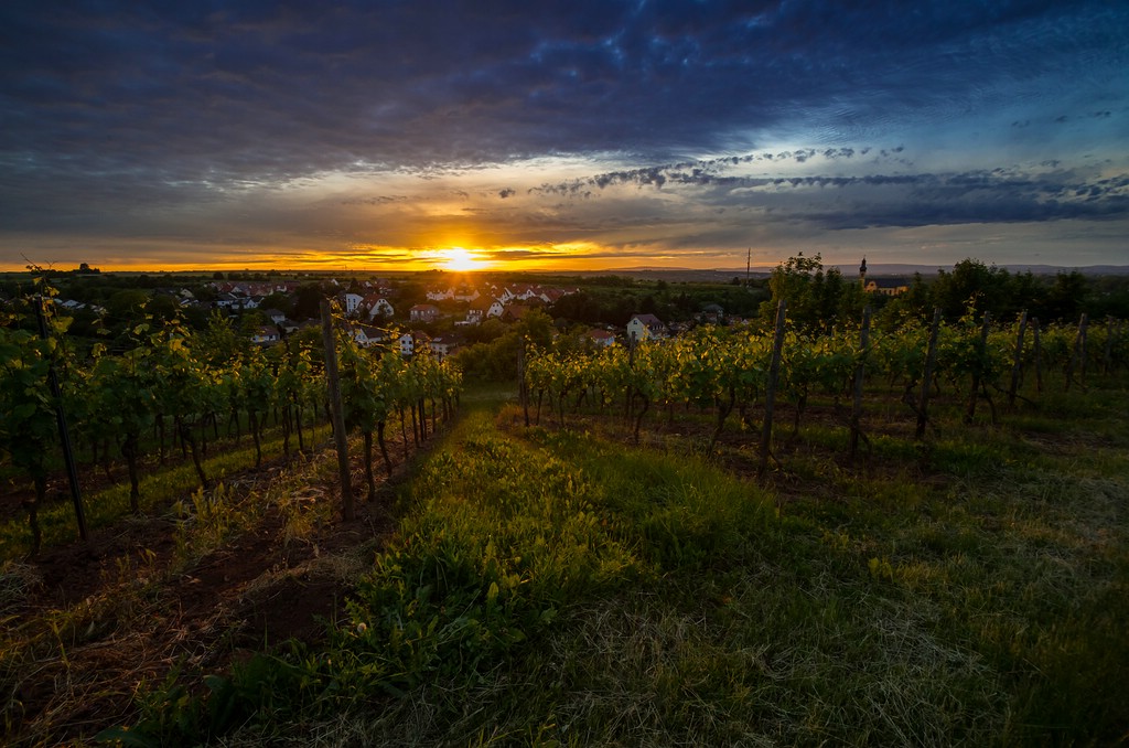 Sonnenuntergang über Nackenheim