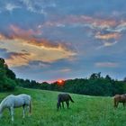 Sonnenuntergang über Pferdekoppel 05