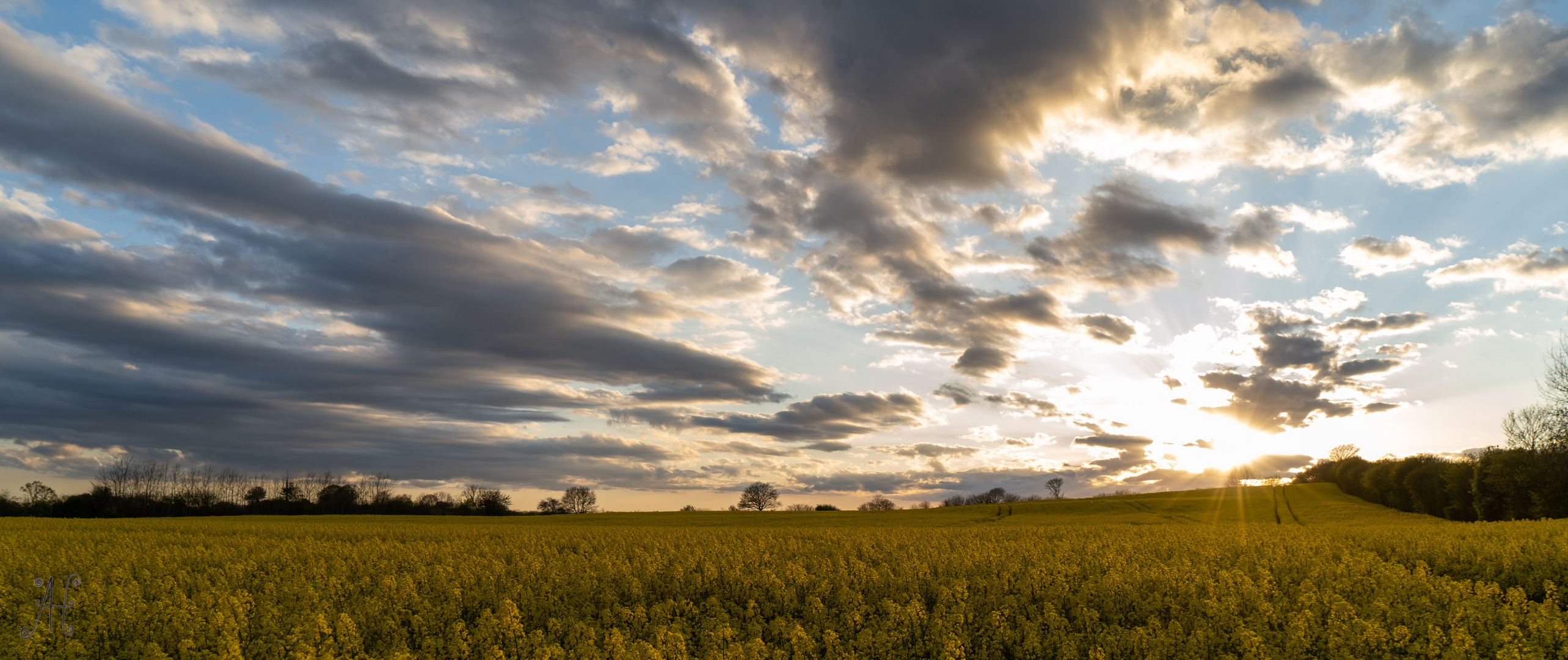 Sonnenuntergang über Raps