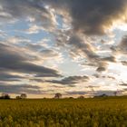 Sonnenuntergang über Raps