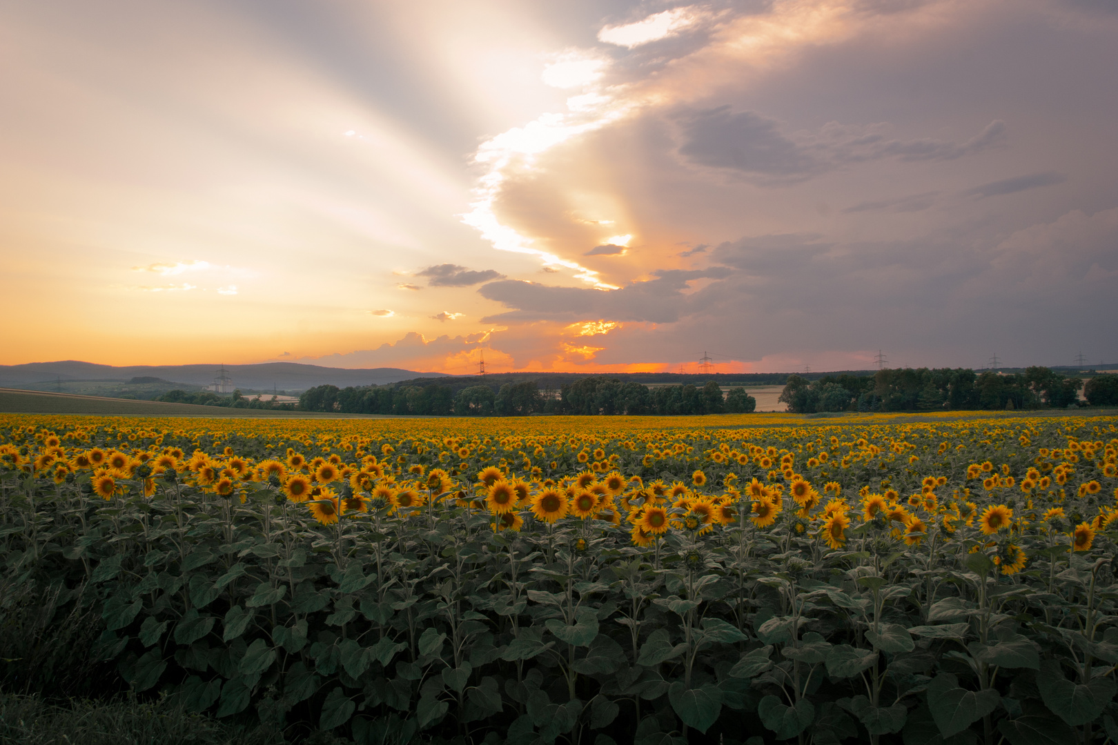 Sonnenuntergang über Sonnenblumenfeld