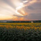 Sonnenuntergang über Sonnenblumenfeld