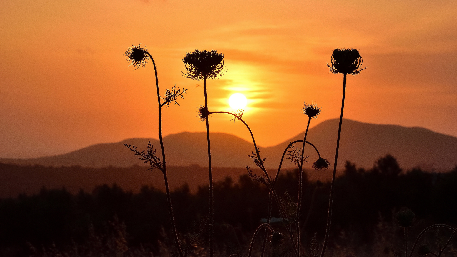 Sonnenuntergang überm Feld