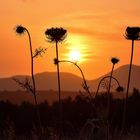 Sonnenuntergang überm Feld