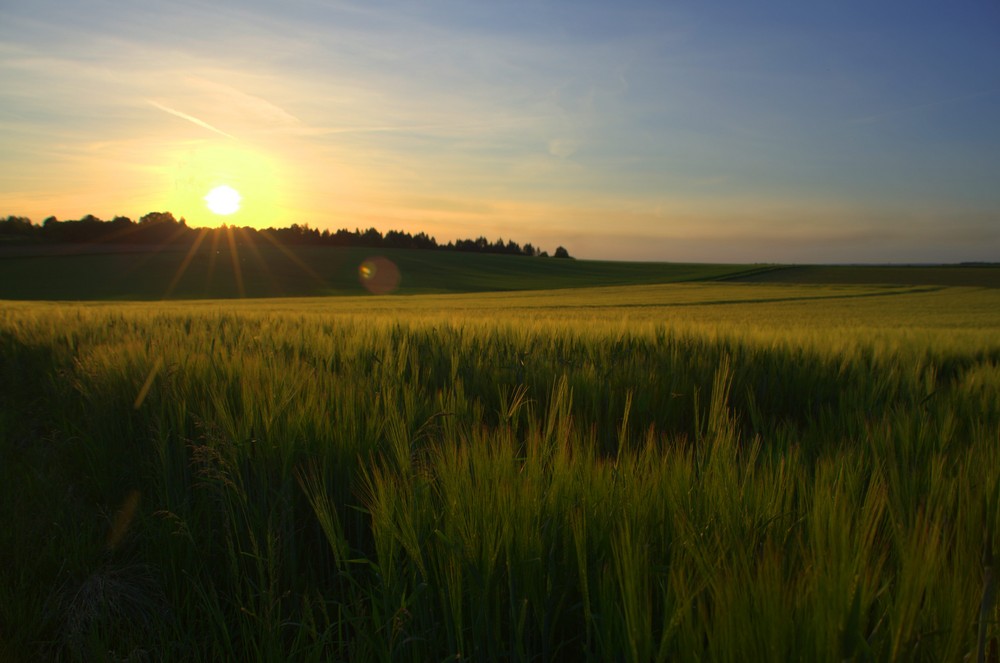 Sonnenuntergang überm Gerstenfeld - HDR