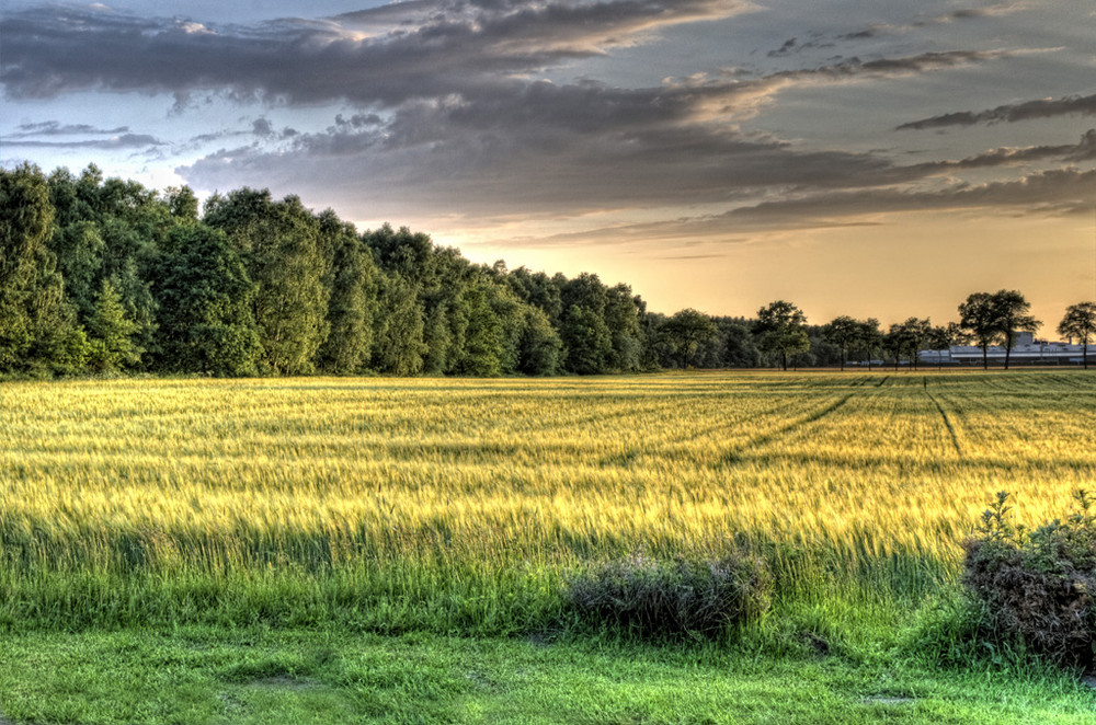 Sonnenuntergang über'm Getreidefeld