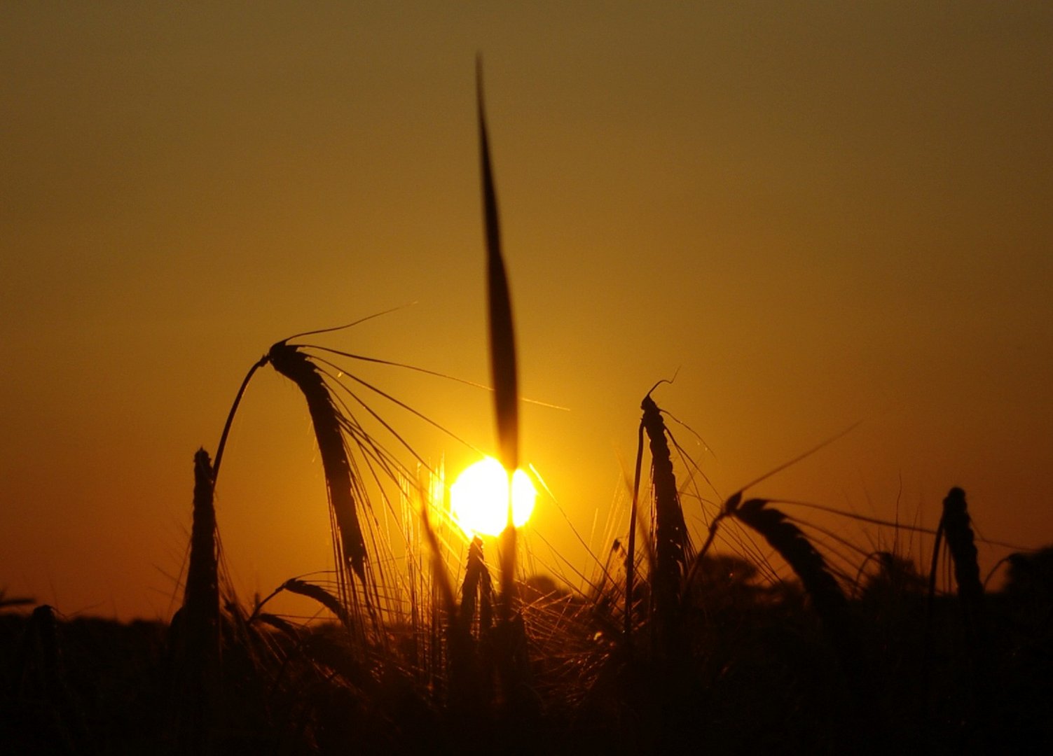 Sonnenuntergang überm Kornfeld