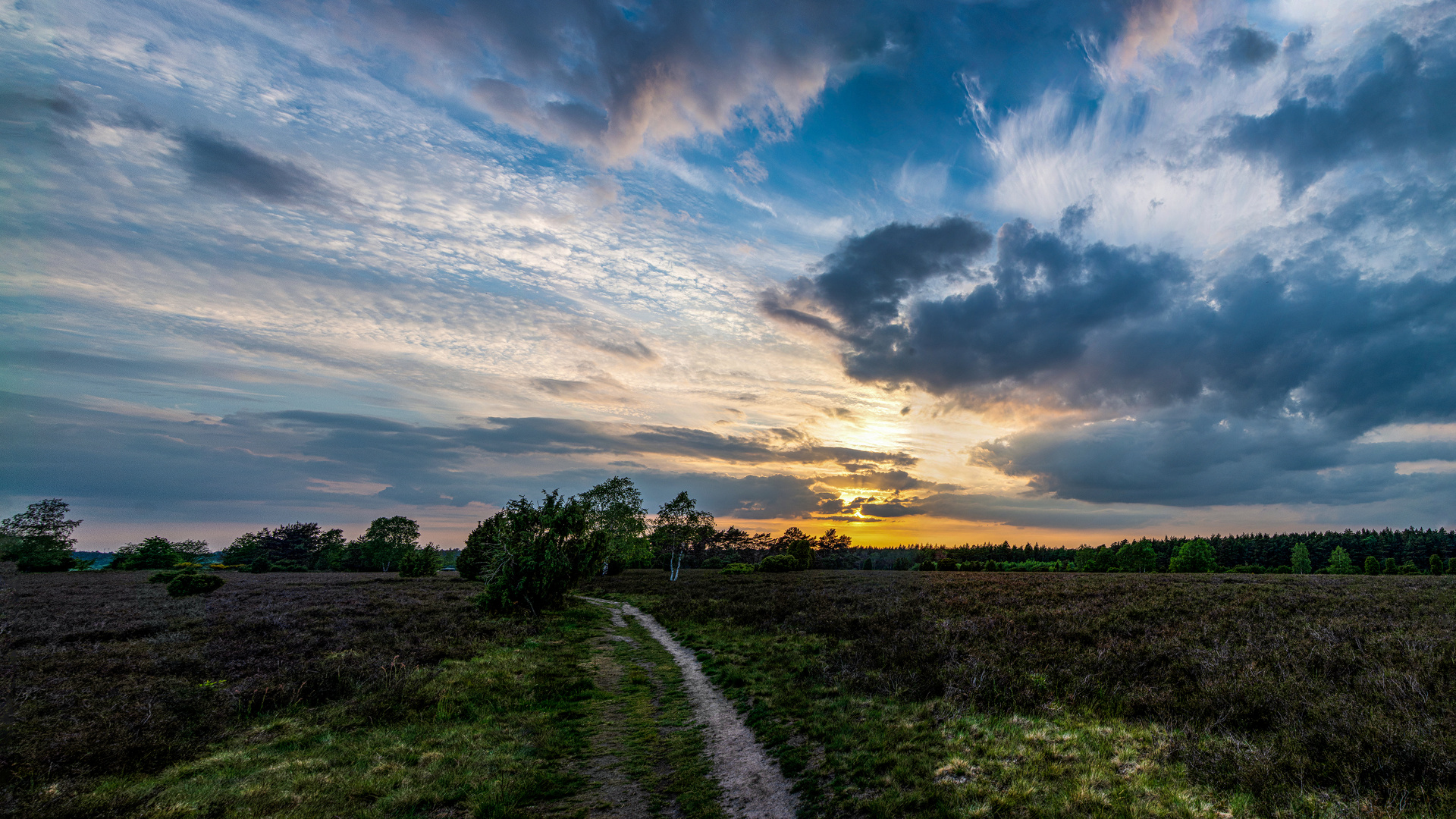 Sonnenuntergang übern Wacholderwald