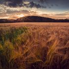 Sonnenuntergang übers Feld