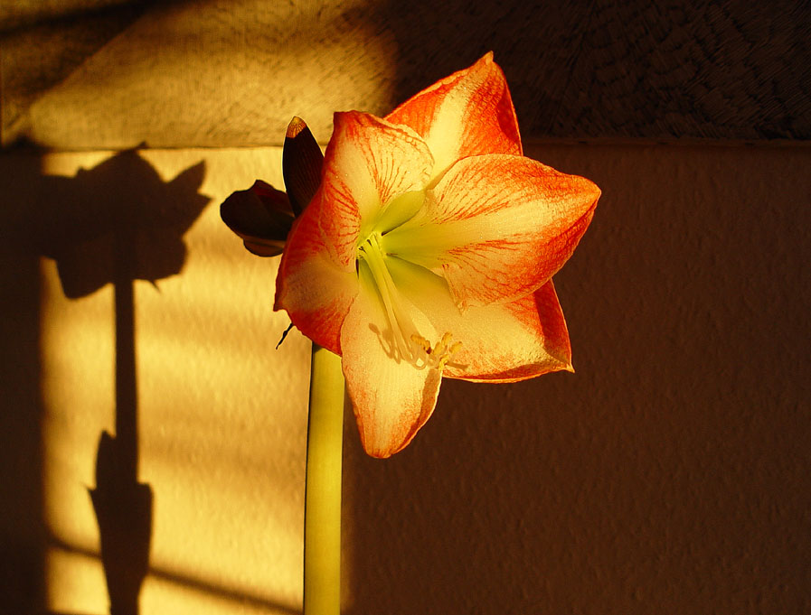 Sonnenuntergang und Amarillis im Wohnzimmer