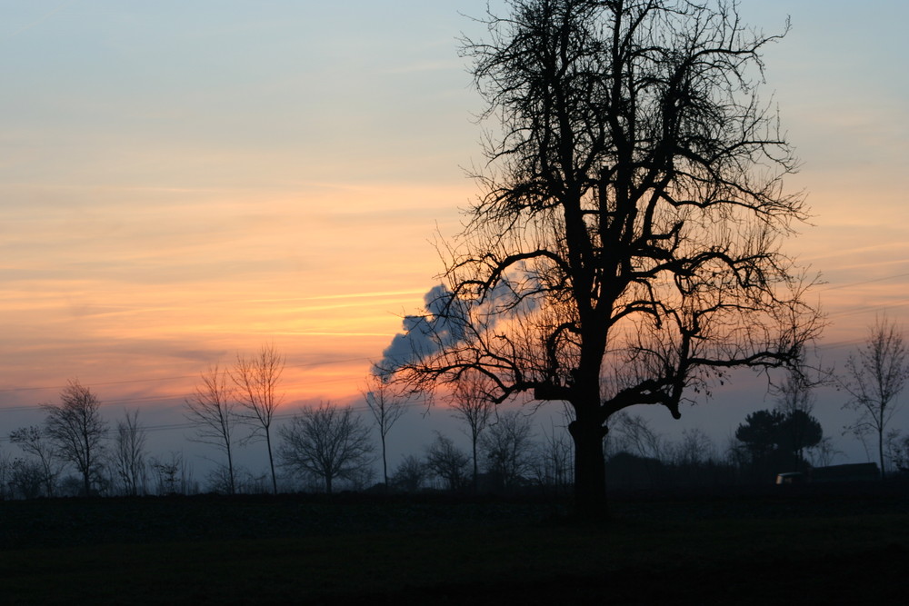 Sonnenuntergang und Baum 2
