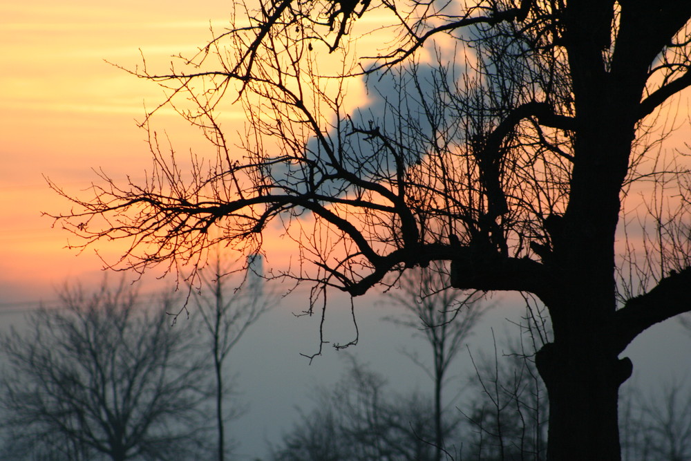 Sonnenuntergang und Baum