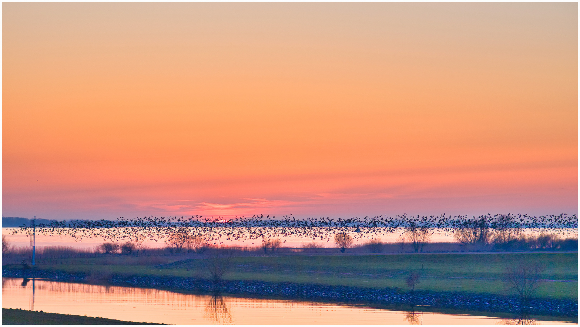 Sonnenuntergang und Gänse