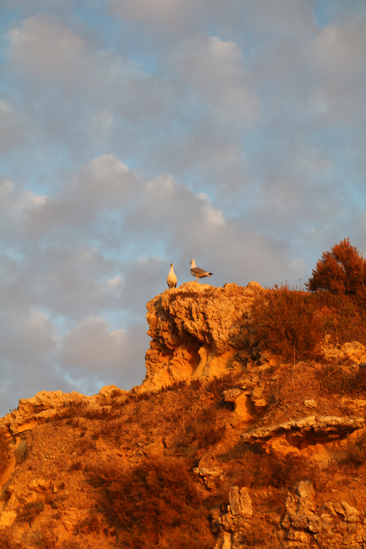 Sonnenuntergang und Möwen