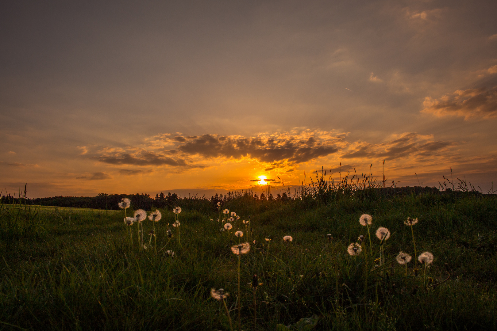 Sonnenuntergang und Pusteblumen