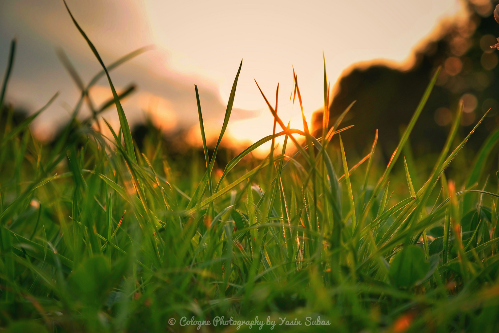 Sonnenuntergang und schimmern der Sonne durch die Grashalme