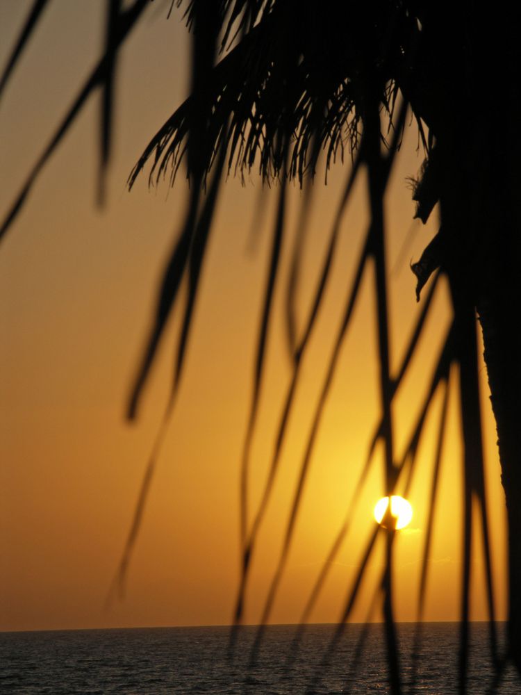 Sonnenuntergang unter Palmen - Cran Canaria by VerenaS 