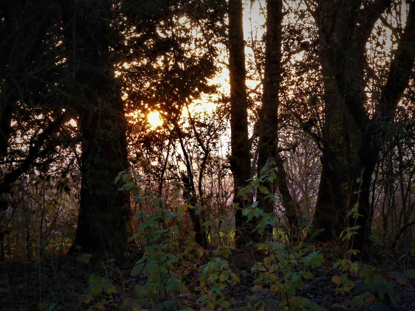 Sonnenuntergang von heute (1)