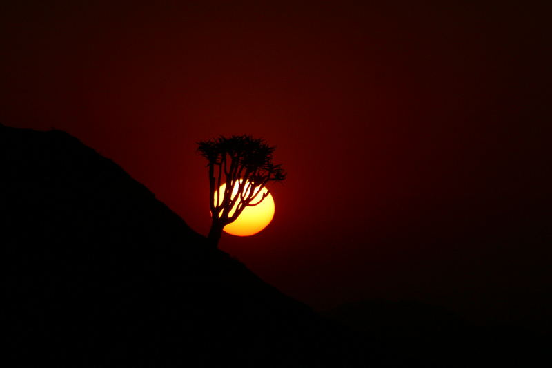 Sonnenuntergang vor einem Köcherbaum