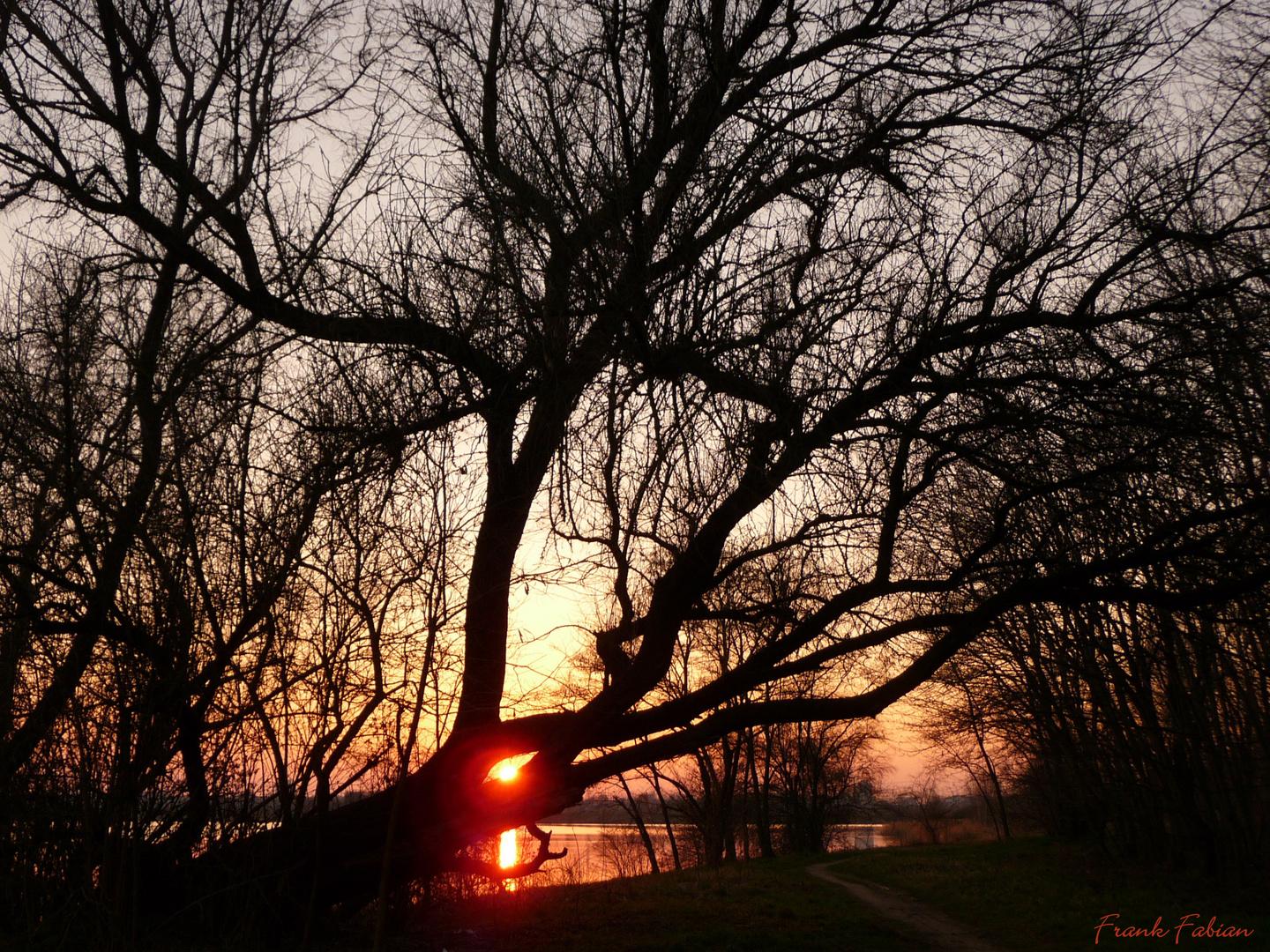 Sonnenuntergang vor´m Baum