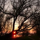Sonnenuntergang vor´m Baum