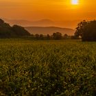 Sonnenuntergang Weinberge