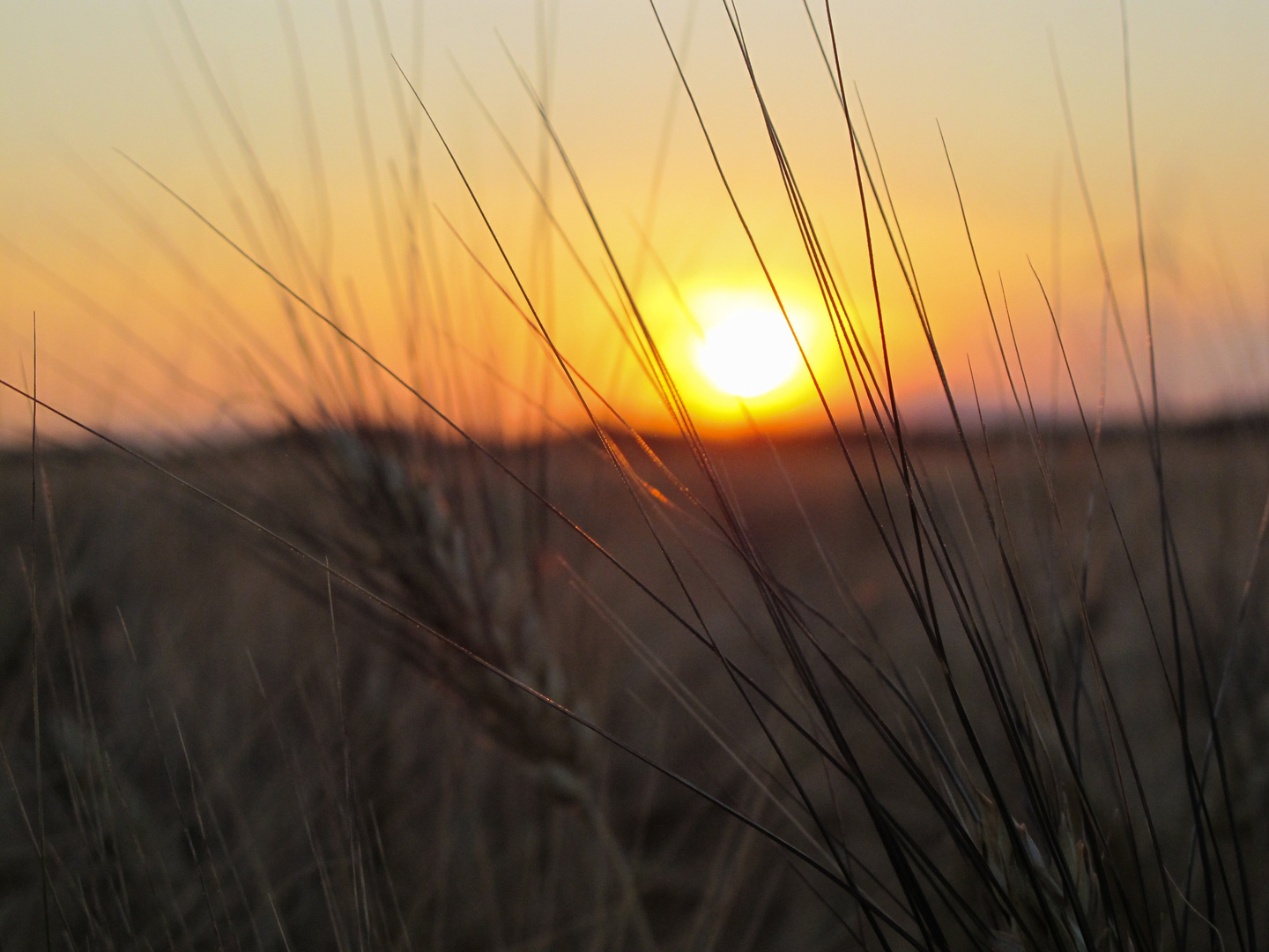 Sonnenuntergang Weizenfeld