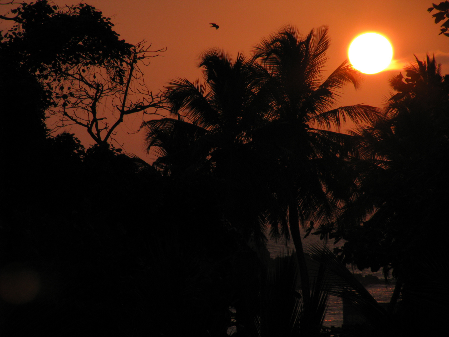 Sonnenuntergang wie im Traum