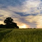 Sonnenuntergang, Wolken und Kornfeld