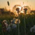 Sonnenuntergang zu zweit