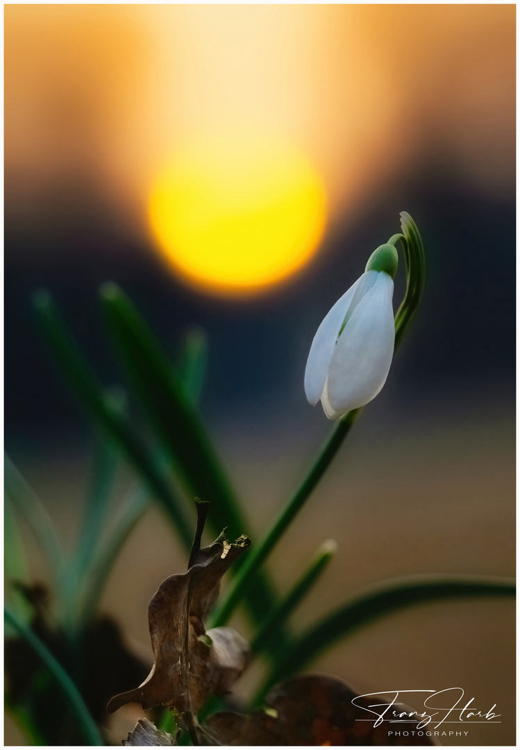 Sonnenuntergang zum Glockenschlag!