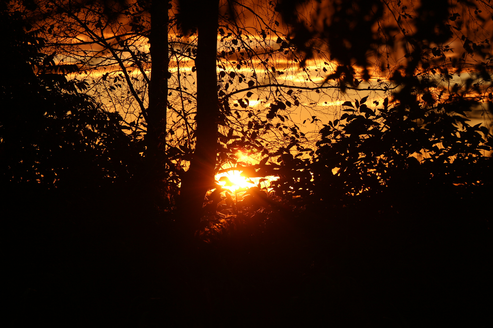 Sonnenuntergang zwischen Bäumen