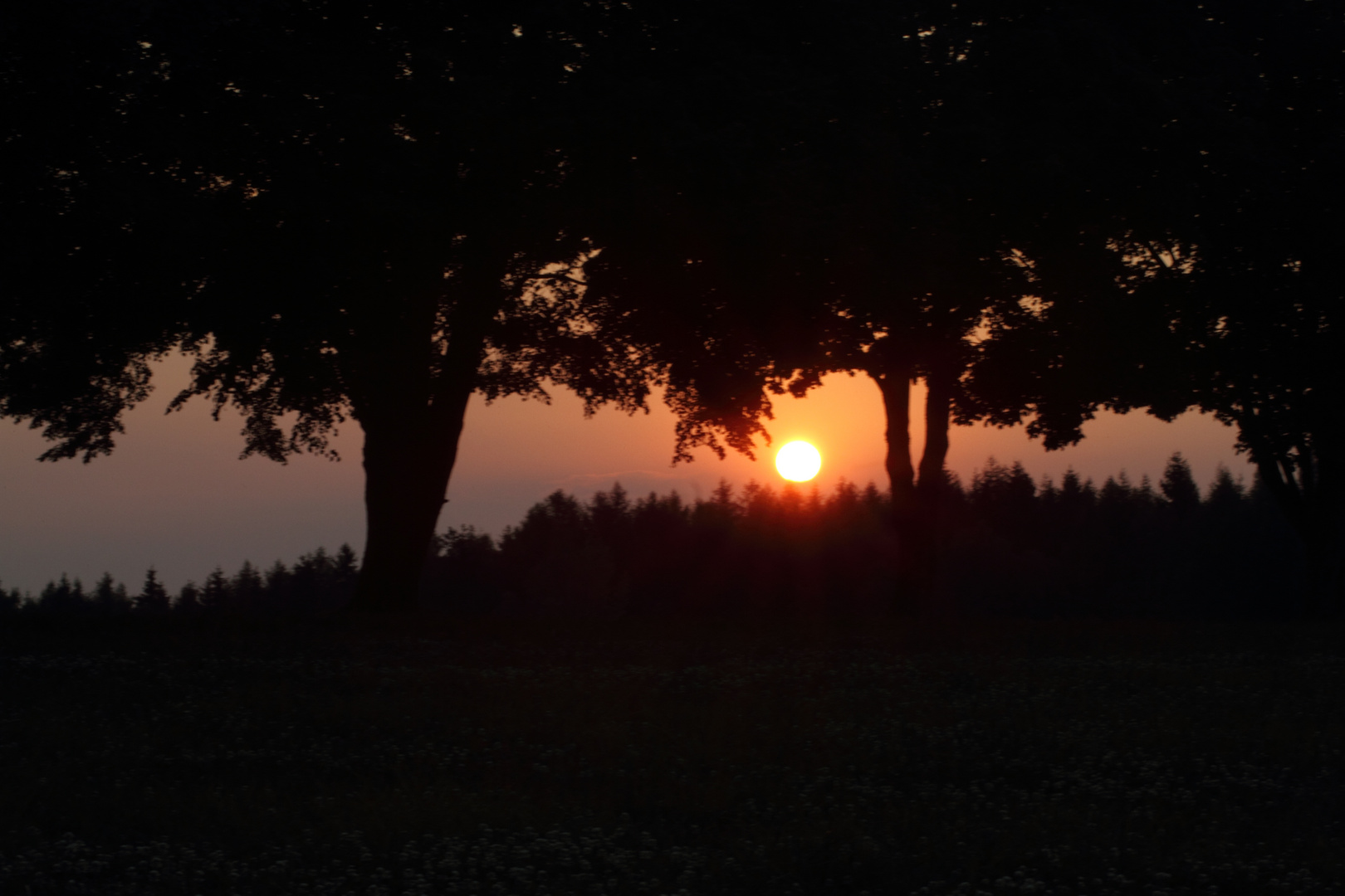 Sonnenuntergang zwischen Bäumen bei Selb