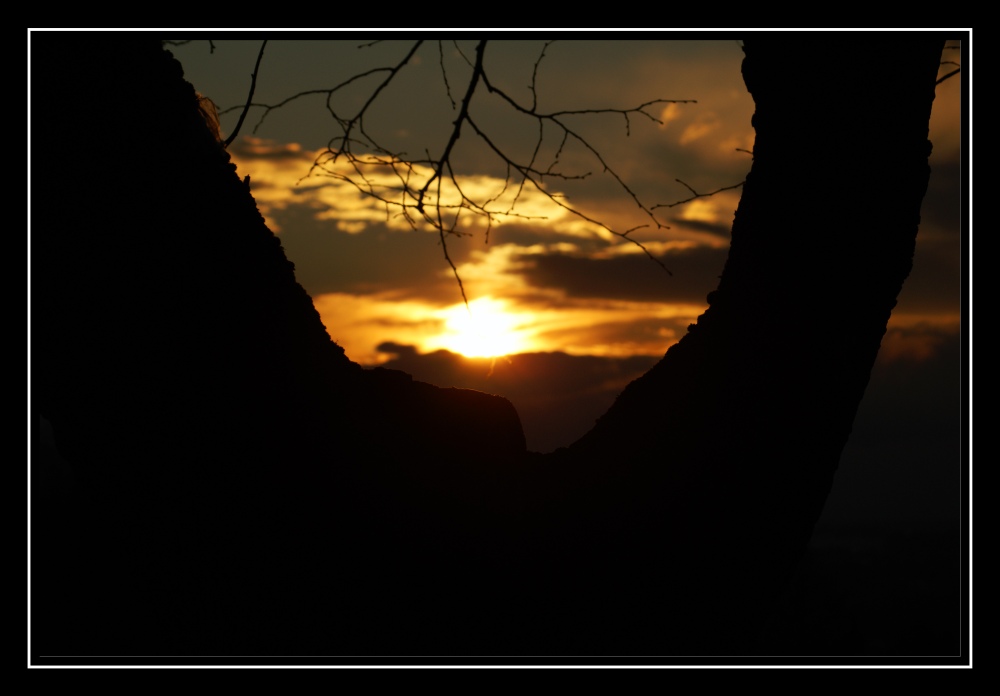 Sonnenuntergang zwischen Baumgabel