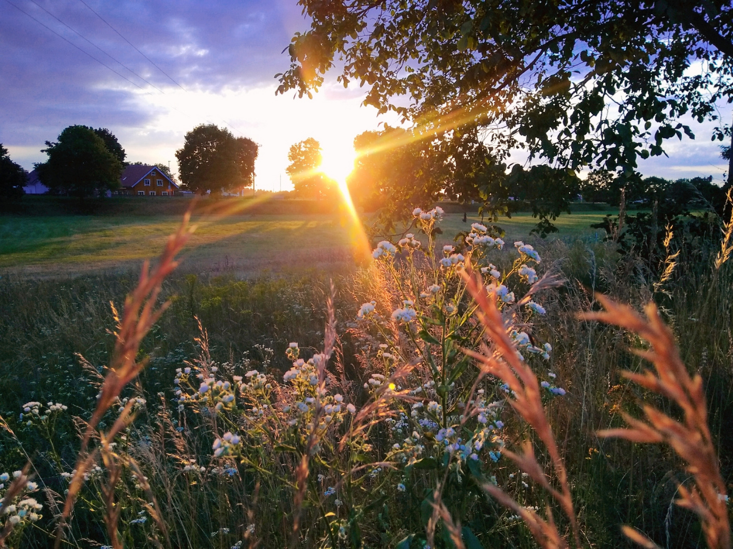 Sonnenuntergang zwischen den Bäumen