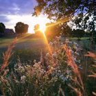 Sonnenuntergang zwischen den Bäumen