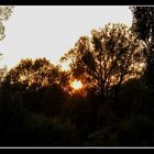 Sonnenuntergang zwischen den Bäumen