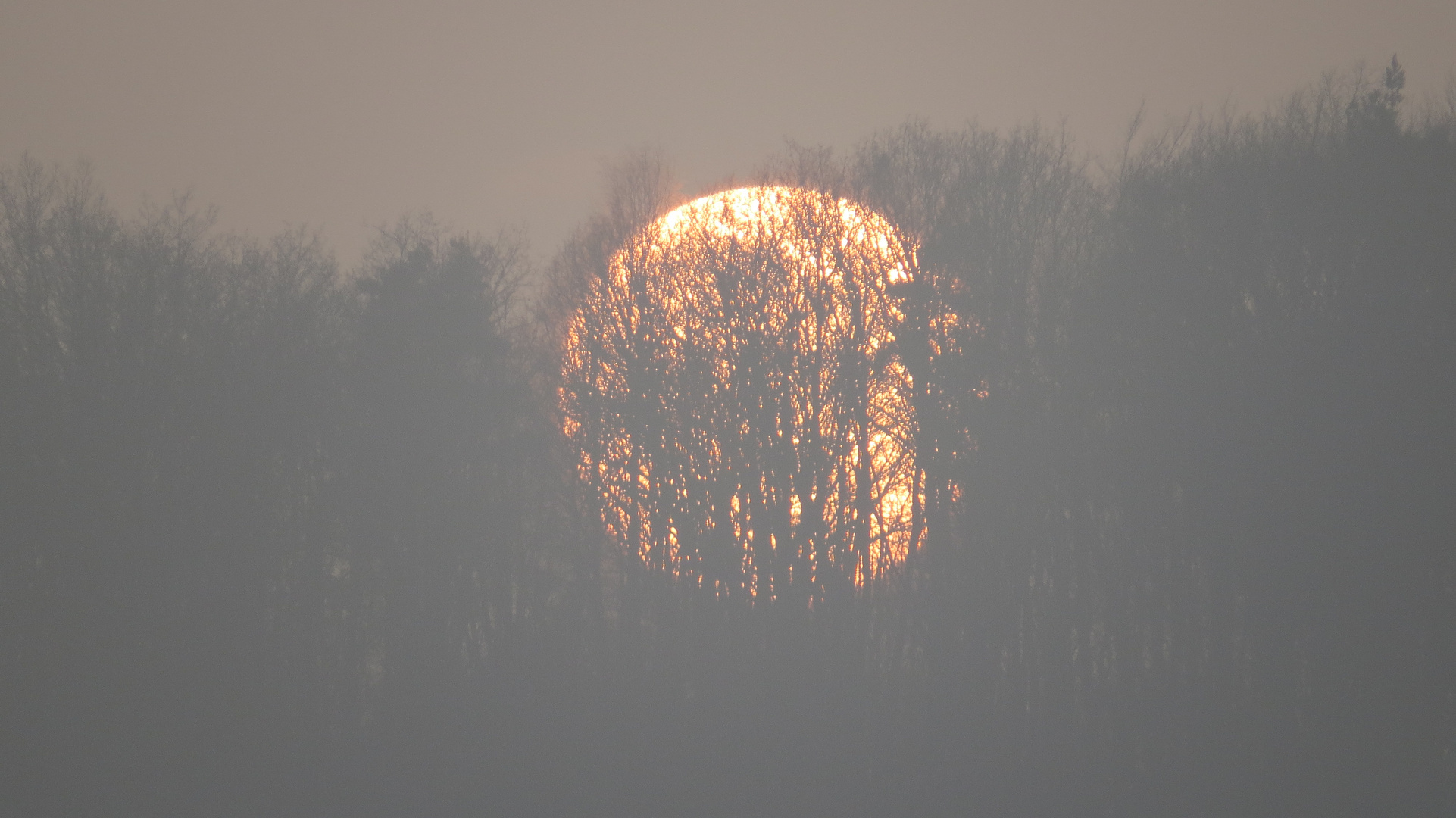 Sonnenuntergang zwischen den Bäumen