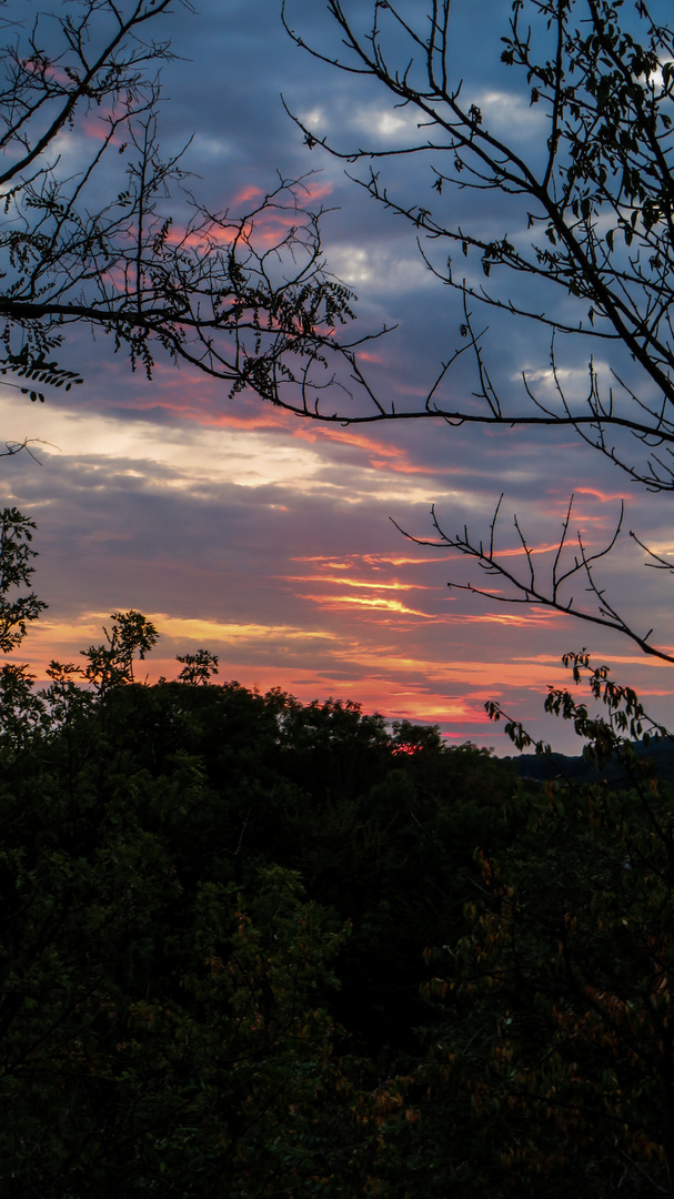 Sonnenuntergang zwischen den Bäumen