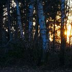Sonnenuntergang zwischen den Bäumen