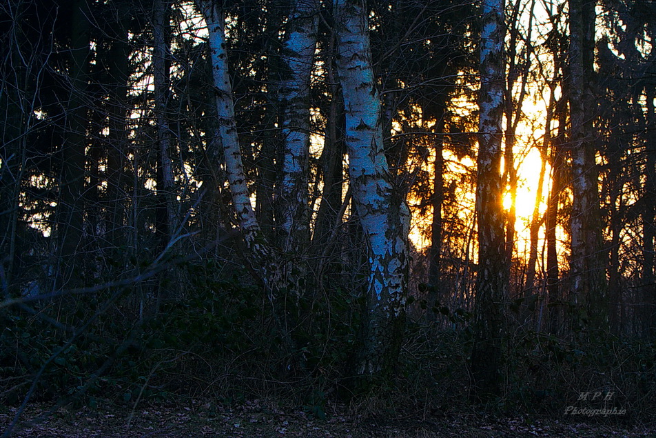 Sonnenuntergang zwischen den Bäumen