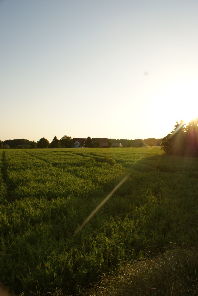 Sonnenuntergang zwischen den Feldern