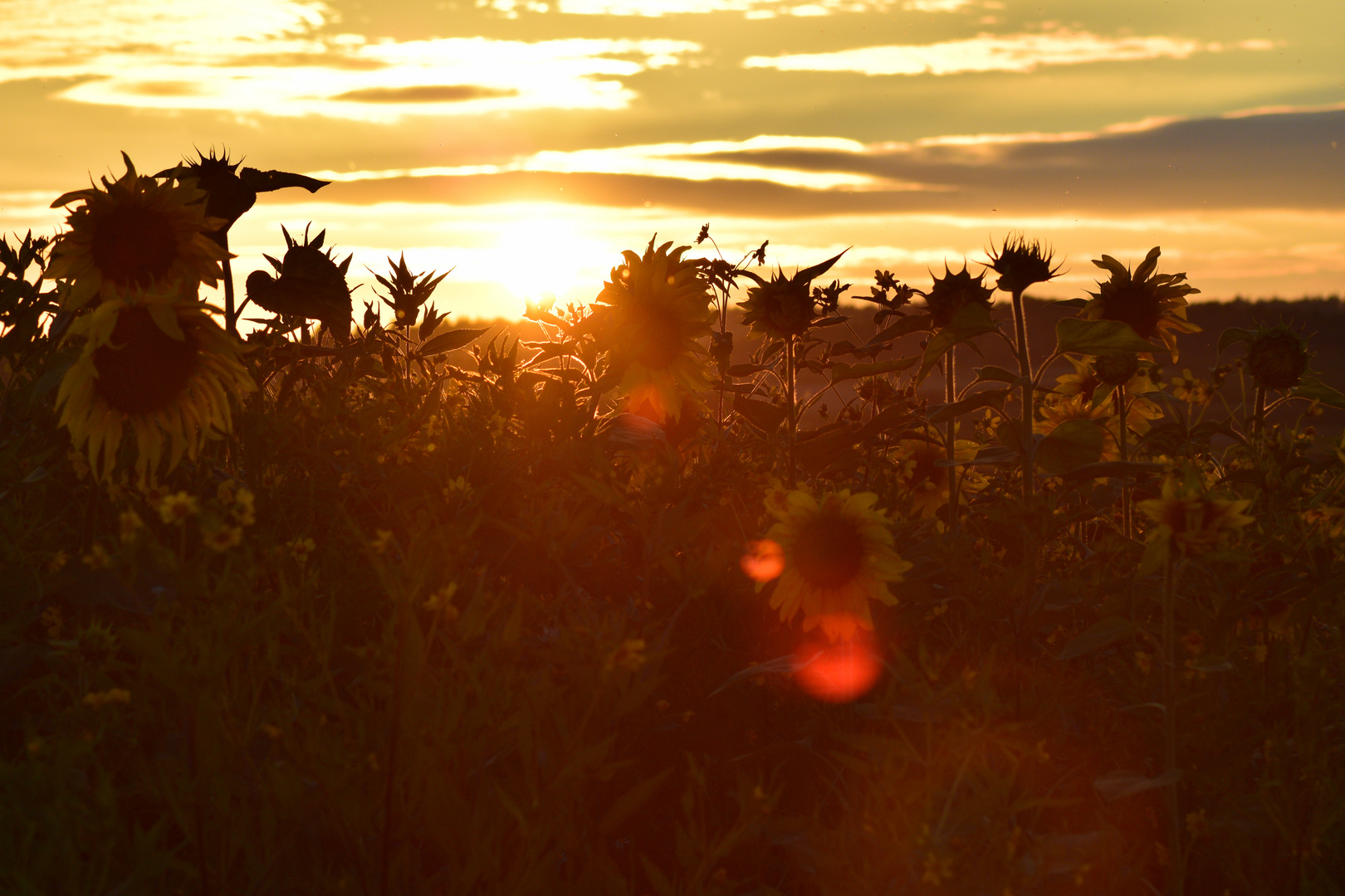 Sonnenuntergang zwischen den Sonnenblumen