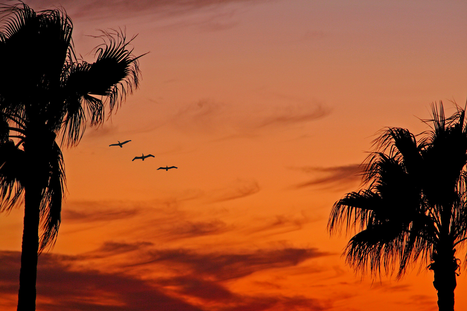 Sonnenuntergang zwischen Palmen