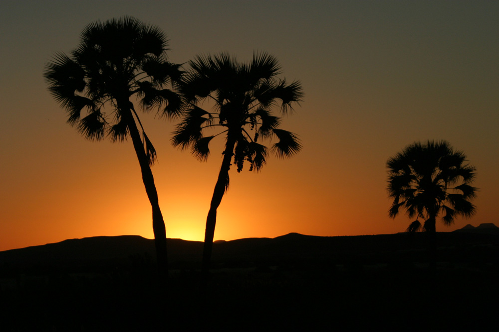 Sonnenuntergang zwischen Palmen