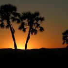 Sonnenuntergang zwischen Palmen